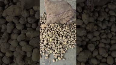 आलू के भाव में हुआ बड़ा बदलाव कानपुर मंडी में #aalukabhav