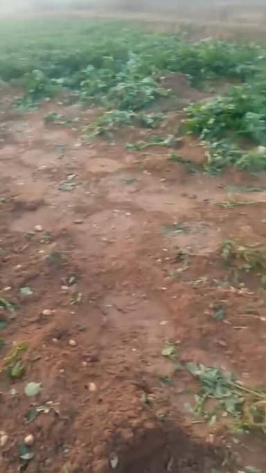 আলু খেয়েছে হাতিতে, চাঞ্চল্য আড়াববাড়ীর পিড়রাকুলিএলাকা জুড়ে