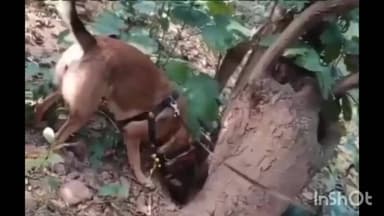 बरहट: बरहट थाना क्षेत्र में नक्सल विरोधी अभियान सफल, AK-47 के 49 जिंदा कारतूस बरामद