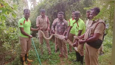 ஸ்ரீவில்லிபுத்தூர்: வத்திராயிருப்பு அருகே மயிலை விழுங்கி நகர முடியாமல் இருந்த 10 அடி நீளம் கொண்ட மலைப்பாம்பு பிடித்து வனப்பகுதியில் தீயணைப்புத் துறையினர் வனப்பகுதியில்