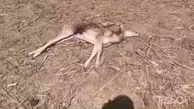 बस्तर: सालेमेटा-2 में अज्ञात जंगली जानवर ने हिरण का किया शिकार, वन विभाग ने गांव में मुनादी कर सतर्क रहने की अपील की