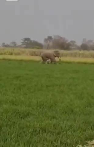 लखीमपुर खीरी के निघासन क्षेत्र में दिखे हाथी किसानों में मचा हड़कंप चारों तरफ फैली तहसहत