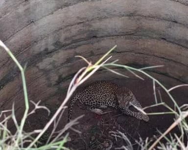 ಚನ್ನಪಟ್ಟಣ: ಪಾಳು ಬಾವಿಗೆ ಬಿದ್ದ ಚಿರತೆ, ಸಿಂಗರಾಜಪುರ ಗ್ರಾಮದಲ್ಲಿ ಘಟನೆ