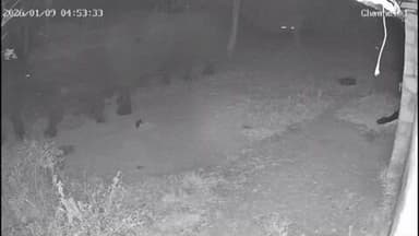 காட்பாடி: காட்பாடி ராஜீவ் காந்தி நகர் இந்திரா நகர் பகுதியில் 13 யானைகள் கூட்டமாக நடந்து செல்லும் பரபரப்பு சிசிடிவி காட்சிகள்