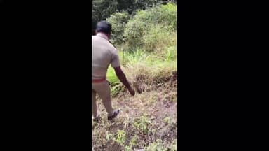 ഉടുമ്പൻചോല: രാമക്കൽമേട്ടിൽ കൃഷിയിടത്തിൽ കണ്ടെത്തിയ പെരുമ്പാമ്പിനെ വനം വകുപ്പ് പിടികൂടി, ദൃശ്യങ്ങൾ പുറത്ത്