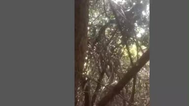 రోలుగుంట మండలంలో చెట్టుపై కొండచిలువ ,భయాందోళనలో గ్రామస్తులు