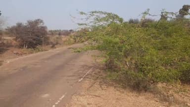 शाहबाद: बबूल की झाड़ियों ने यात्रियों की मुश्किलें बढ़ाईं, आगर-संदोकड़ा रोड पर आवागमन हुआ बाधित