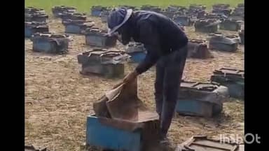 रामसनेही घाट: पतुलकी और तेलमा गांव में मधुमक्खी पालन किया जा रहा, बिहार के लोग मधुमक्खी पालन कर रहे हैं