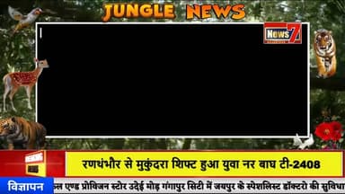 #news रणथंभौर से मुकुंदरा शिफ्ट हुआ युवा नर बाघ टी-2408 #news7rajasthan #news7 #sawaimadhopur