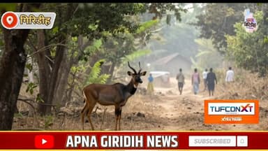 इलाज के दौरान नीलगाय की मौ//त, गिरिडीह के तिसरी में जंगल से भटककर गांव पहुंची थी। #apnagiridihnews #GiridihNews #Hemant...