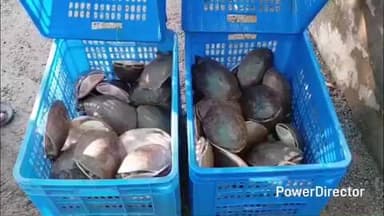 ଡାବୁଗାଁ: ମଇଦଲପୁର ବନ ବିଭାଗ ତରଫରୁ 83 ଗୋଟି ଜୀବନ୍ତ କଇଁଛ ଉଦ୍ଧାର, 2 ଗିରଫ