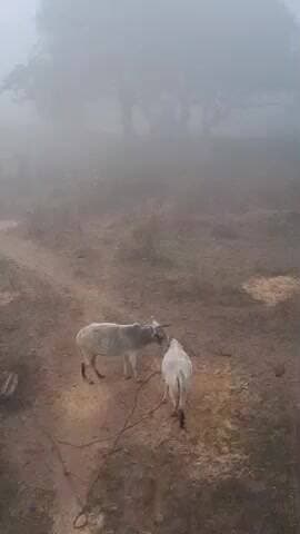 Dhoondh , kohre ke saath aaj gram boliya mein visibility pachaas metre rahi