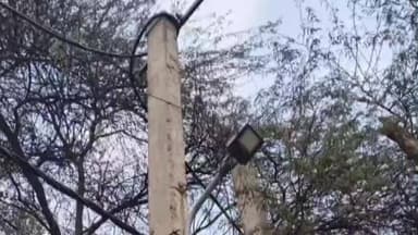 सरिता विहार: मोलरबंद वार्ड में तारों के बीच से पेड़ों की निकली टहनियों की कराई गई छंटनी