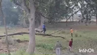 अकबरपुर: अहिरौली थाना क्षेत्र में नीलगाय के हमले से वृद्ध की हुई मौत, लकड़ी काटने गए थे, सींगों से हुआ हमला