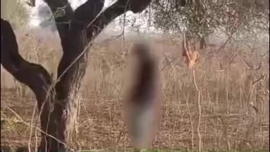 रेवदर: रेवदर के सोरडा गांव में पेड़ से लटका मिला युवक का शव, घटना के बाद इलाके में फैली सनसनी, पुलिस मौके पर पहुंची