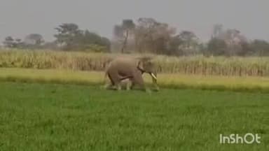 लखीमपुर: सिंगहा कलां गांव के पास खेतों में हाथियों का झुंड दिखा, ग्रामीणों में दहशत, वन विभाग अलर्ट