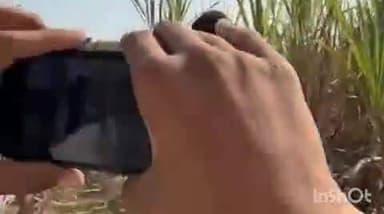 गंधवानी: CM के गुड़ की खेती पर दिए बयान के बाद बैतूल पहुंचे गंधवानी विधायक, किसान से गन्ने की खेती पर की चर्चा