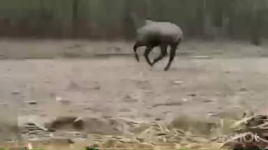 कैसरगंज: कैसरगंज इलाके में लीलगाय के आतंक से परेशान ग्रामीण और किसान का वीडियो वायरल