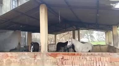 सरमेरा: सरमेरा के टाल क्षेत्र में फसलों की सुरक्षा के लिए अश्वरोही दस्ता तैनात