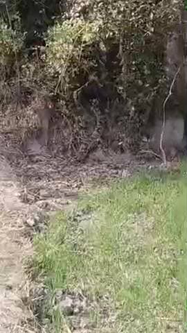 मुसाफिरखाना: मुसाफिरखाना क्षेत्र के सहोदरपुर मजरे पलिया चंदापुर गांव के पास दिखा विशाल अजगर, ग्रामीणों में दहशत