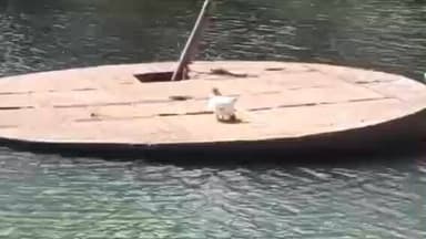 விளவங்கோடு: களியல் கோதை ஆற்றில் முதலை இருப்பது உறுதி செய்யப்பட்ட நிலையில் வனத்துறையினர் கூண்டு வைத்து பிடிக்க நடவடிக்கை