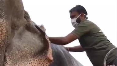 महावन: शीत लहर से हाथी और भालुओं की सुरक्षा के लिए वाइल्डलाइफ एसओएस फरह ने किए विशेष इंतजाम