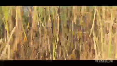 भैंसदेही: कौडीढाना निवासी किसान के खेत में गन्ना बाड़ी में लगी आग, हजारों का हुआ नुकसान