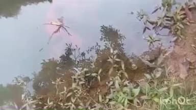 ब्यौहारी: देवलौंद के धरी नंबर एक में नाले में मिला मजदूर का संदिग्ध शव, शरीर पर चोट के निशान, पुलिस जांच में जुटी