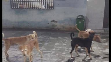 भगवानपुर हाट: सिवान जिले के भगवानपुर में आवारा कुत्तों के लिए बनेगा आश्रय केंद्र, तैयारियां शुरू