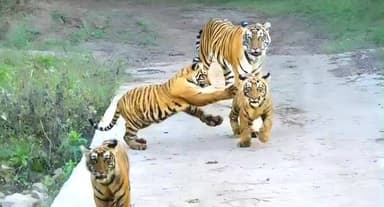 तामिया: कुआंबदला में बाघिन अपने तीन शावकों के साथ घूमने से मचा हड़कंप, वन विभाग ने दी हिदायत
