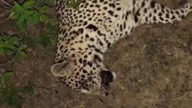 जावद: जावद में कुल्हाड़ी से तेंदुए की हत्या, वन विभाग पर सच्चाई छुपाने का आरोप