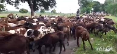 गभाना: टमकौली में पशुपालक के घर से चोरों ने तीन बकरियां चोरी की, पीड़ित ने दर्ज कराया मुकदमा