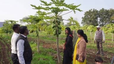 बरघाट: जिला कलेक्टर ने ग्राम आमागढ़ में आम और पपीता रोपणी का अवलोकन किया