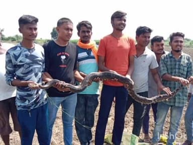 चिमूर: सर्पमित्रांचे प्राण वाचवणारे हात पण स्वतःसाठीच सरकारी आधार नाही