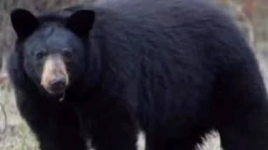 मोताळा: शेतात पाणी देत असताना शेतकऱ्यावर अस्वलाचा हल्ला! मोताळा शिवारातील घटना, शेतकरी गंभीर जखमी