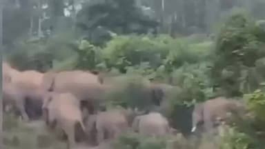 ಬೇಲೂರು: ಬಿಕ್ಕೋಡು ಗ್ರಾಮದ ಸುತ್ತಮುತ್ತ ಕಾಡಾನೆಗಳ ಹಿಂಡು ಸ್ಥಳೀಯರಲ್ಲಿ ಹೆಚ್ಚಾದ ಆತಂಕ