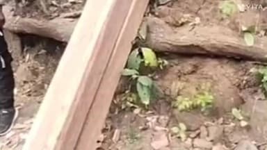 माडा: माड़ा में अवैध लकड़ी परिवहन पर कार्रवाई, तीन लकड़ी के चट्टे जब्त