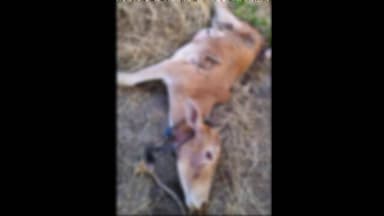 नागपूर ग्रामीण: नजिकच्या गावात बिबट्याच्या हल्ल्यात वासरू ठार, बैलवाडा येथील नागरिकांना सतर्क राहण्याचे आवाहन