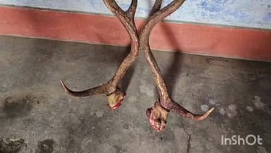 भवनाथपुर: गुप्त सूचना पर वन विभाग की बड़ी कार्रवाई, सुरक्षित वन क्षेत्र में हिरण शिकार का खुलासा