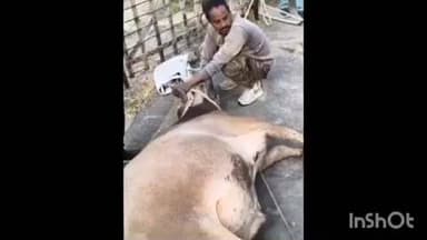 इटारसी: न्यू यार्ड डीजल शेड के पास आतंक मचाने वाले आवारा सांड को गौ सेवकों ने पकड़ा, स्थानीय लोगों ने जताया आभार