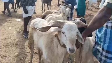 நிலக்கோட்டை: செம்பட்டி ஆட்டுச் சந்தையில் தைப்பொங்கலை முன்னிட்டு, ஆடு கெடா, விலை உயர்வு ரூபாய் 2 கோடி வரை வியாபாரம்