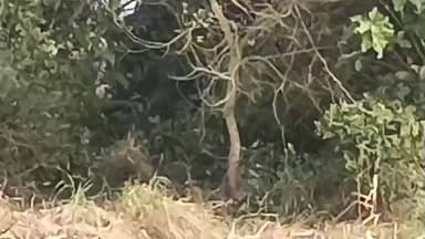 सिंगहा कलां भेलोरा घाट नदी के किनारे आज हाथियों को देखा गया