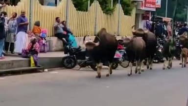 கொடைக்கானல்: கொடைக்கானல் நகரில் காட்டுமாடுகள் உலா பொதுமக்கள், சுற்றுலா பயணிகள் அலறியடித்து ஓட்டம்