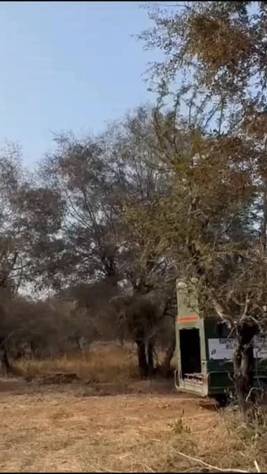 रणथम्भौर से मुकुंदरा टाइगर रिज़र्व में बाघ T-2408 के सफल स्थानांतरण पर कोटा सहित पूरे हाड़ौती क्षेत्र के वन्यजीव प्रेमिय...