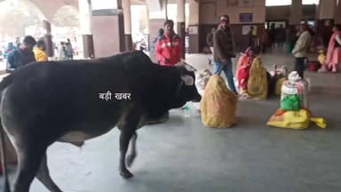 सतना रेलवे स्टेशन में यात्री प्रतीक्षालय में आवारा सांड का आतंक। यात्रियों में मची दहशत।
#satnanews #rewanews #satnacong...