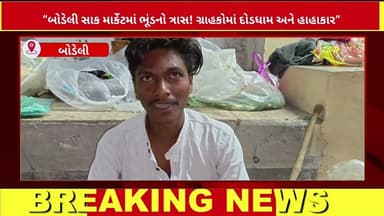 બોડેલી સાક માર્કેટમાં ભૂંડનો ત્રાસ! ગ્રાહકોમાં દોડધામ અને હાહાકાર? શું કહે છે વેપારી જૂઓ