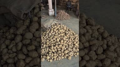 आज लाल के भाव में बिकने लगा सफ़ेद आलू भाव में आया करेंट #aalukabhav