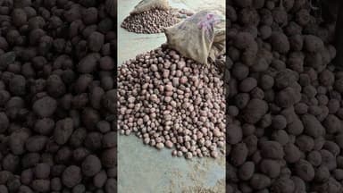 आज आलू के भाव में आया उछाल कानपुर मंडी में #aalukabhav #potato #farming