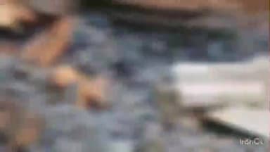 चायल: हथिया भीट गांव के लमती मजरा में पशुबाड़ा में भीषण आग, तीन पशुओं की जलकर हुई दर्दनाक मौत