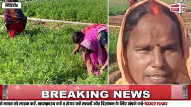 महिलाएं बंजर भूमि पर गाजर उगाकर बनीं आत्मनिर्भर:-आधुनिक तकनीक और जैविक खेती से बढ़ी आमदनी, रासायनिक